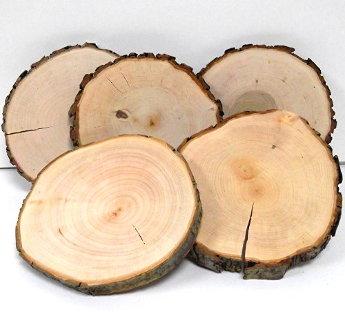 Baumscheibe Erle rund 17-20 cm - 2. Wahl Rindenscheibe natur geschliffen