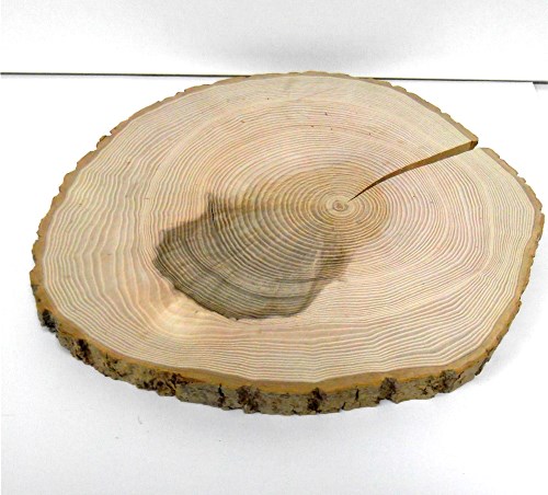 Baumscheibe Esche rund 31-35 cm - 2. Wahl Rindenscheibe natur geschliffen